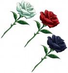 Albafica's roses